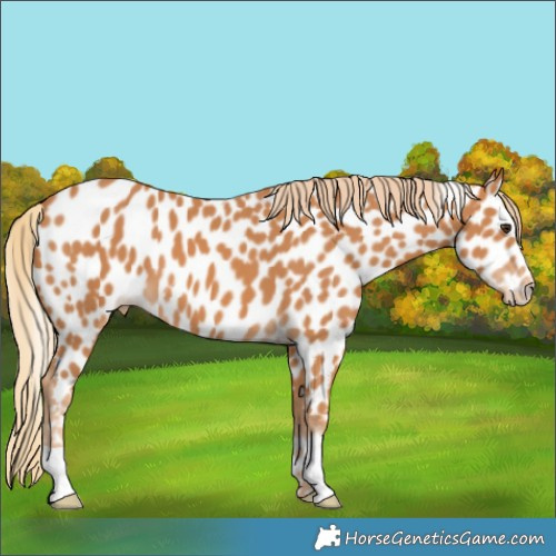 Horse Color:Chestnut Appaloosa 