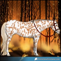 Horse Color:Chestnut Appaloosa