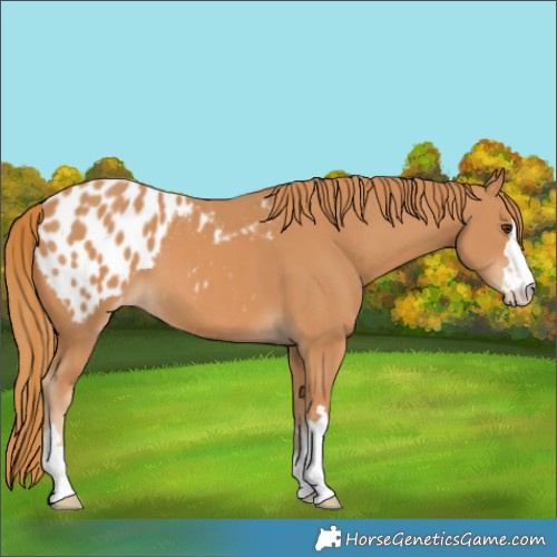Horse Color:Chestnut Appaloosa 