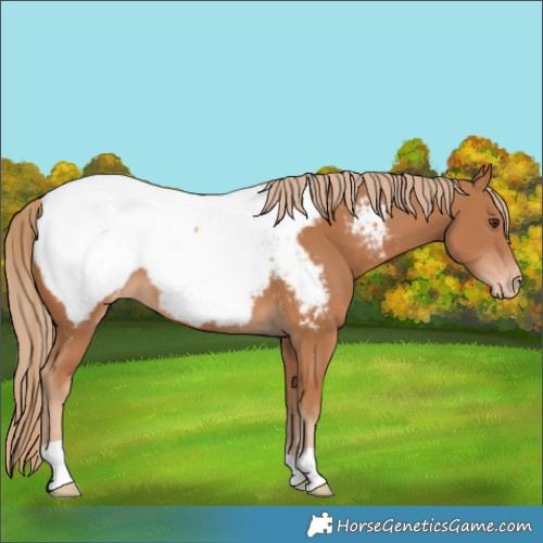 Horse Color:Chestnut Appaloosa