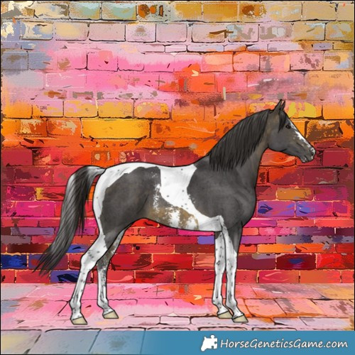 Horse Color:Buckskin Sabino Tobiano 