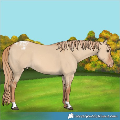 Horse Color:Red Dun Appaloosa