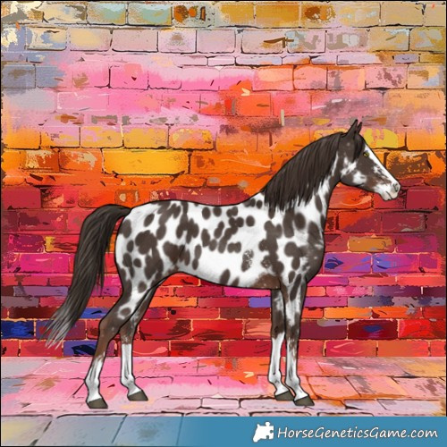 Horse Color:Liver Chestnut Sabino Splash Appaloosa 