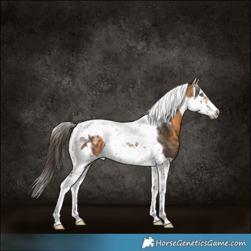 Horse Color:Powder White Buckskin Splash Tobiano Frame 