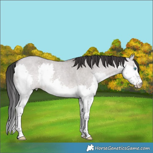 Horse Color:Platinum Brown Roan Dun Splash 