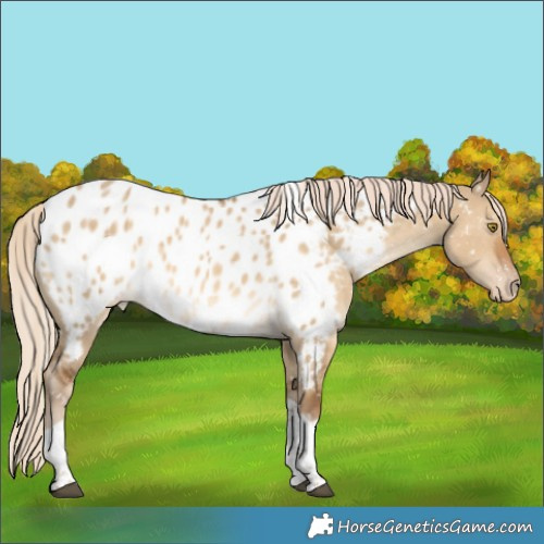 Horse Color:Chocolate Palomino Dun Sabino Tobiano Appaloosa 