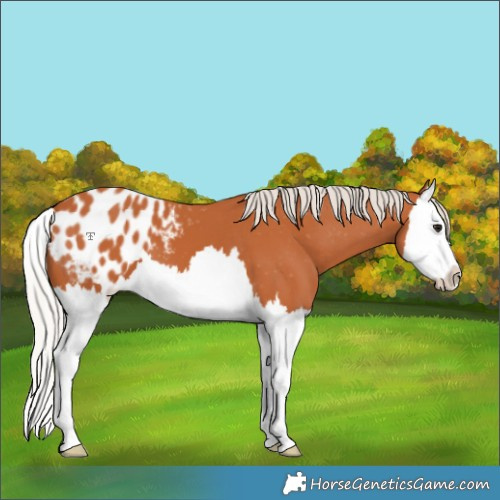 Horse Color:Silver Bay Splash Appaloosa 