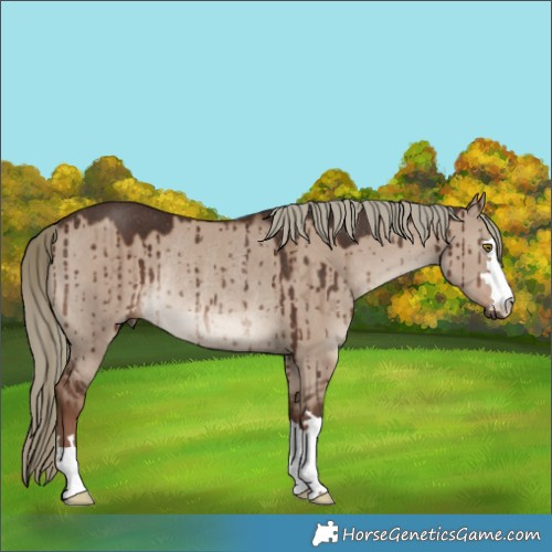 Horse Color:Liver Red Dun Mushroom Rabicano Brindle 