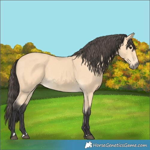 Horse Color:Buckskin 