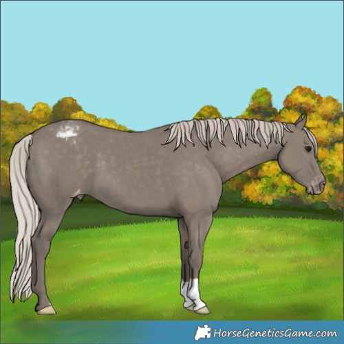 Horse Color:Silver Grullo Appaloosa 