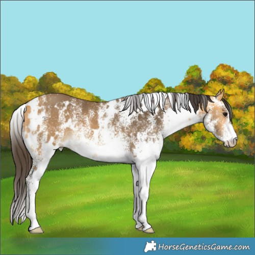 Horse Color:White Spotted Buckskin 