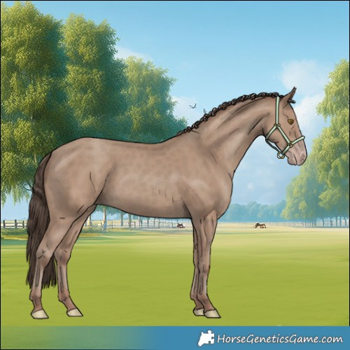 Horse Color:Classic Champagne 