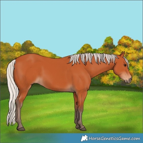Horse Color:Silver Bay