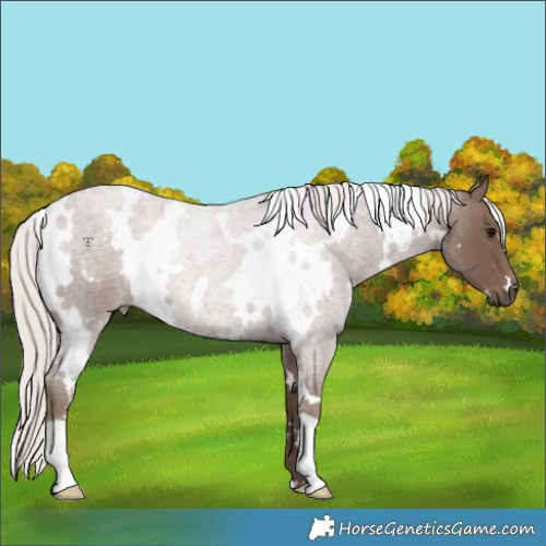 Horse Color:White Spotted Silver Blue Roan 