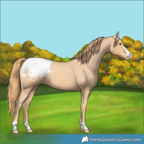 Horse Color:Gold Champagne Appaloosa 