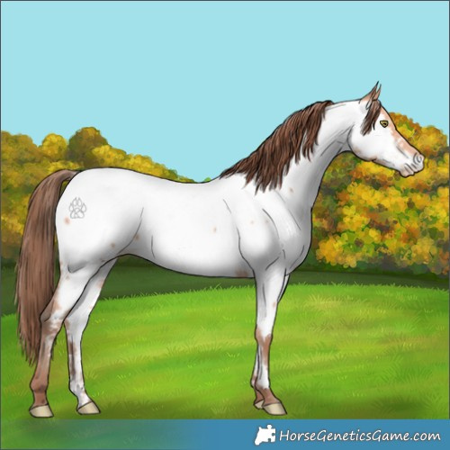 Horse Color:Amber Champagne Appaloosa 
