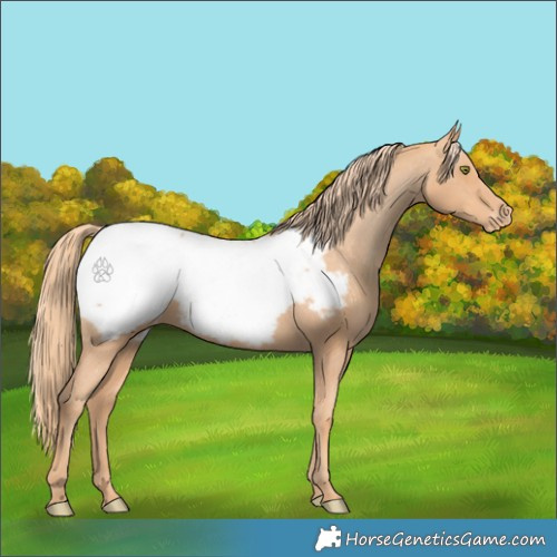 Horse Color:Gold Champagne Appaloosa 