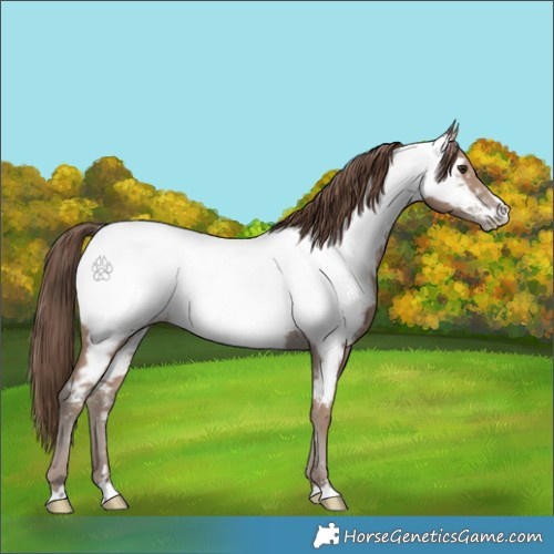 Horse Color:Classic Champagne Appaloosa 