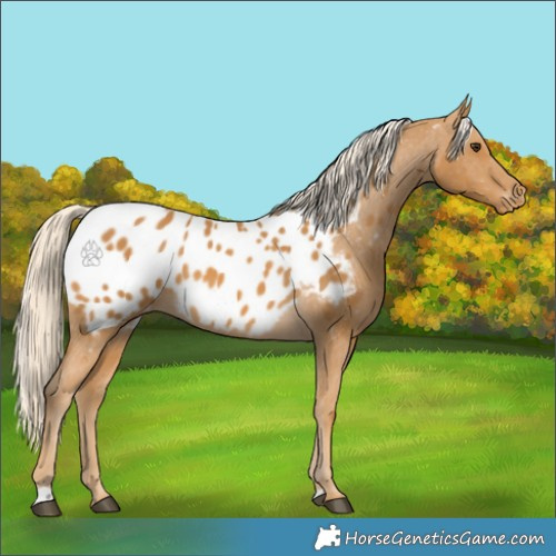 Horse Color:Palomino Appaloosa