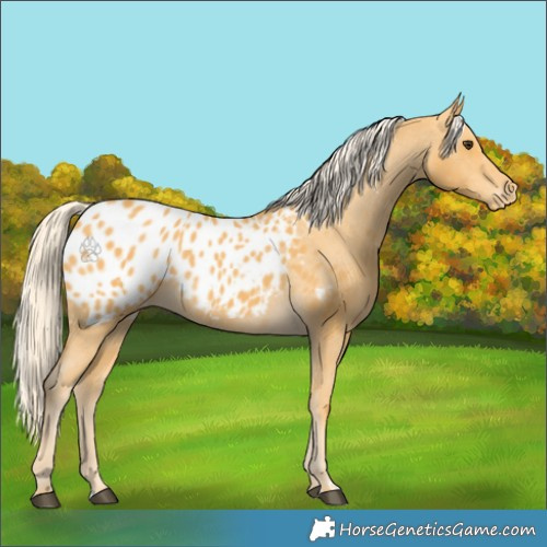 Horse Color:Palomino Appaloosa 