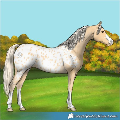 Horse Color:Palomino Appaloosa