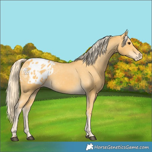 Horse Color:Palomino Appaloosa