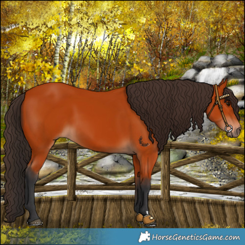 Horse Color:Bay 