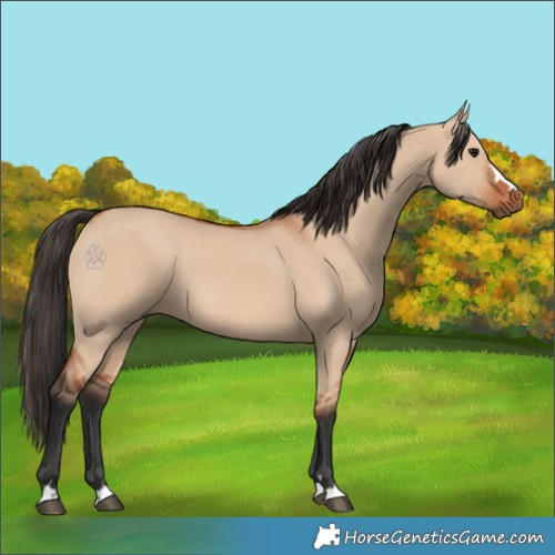 Horse Color:Bay Dun