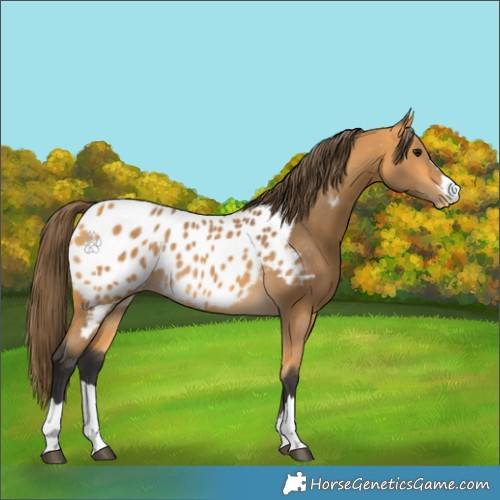 Horse Color:Buckskin Appaloosa