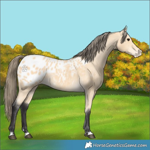 Horse Color:Buckskin Appaloosa
