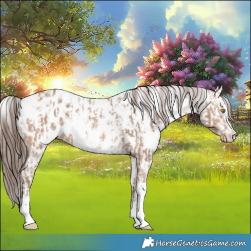 Horse Color:Amber Champagne Sabino Tobiano Appaloosa  and White Spotted Amber Champagne Sabino Appaloosa 