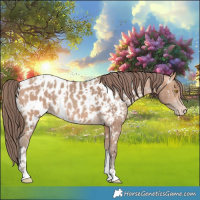 Horse Color:Amber Champagne Sabino Tobiano Near Leopard and Amber Champagne Sabino Tobiano Near Leopard