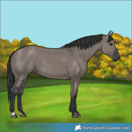 Horse Color:Grullo