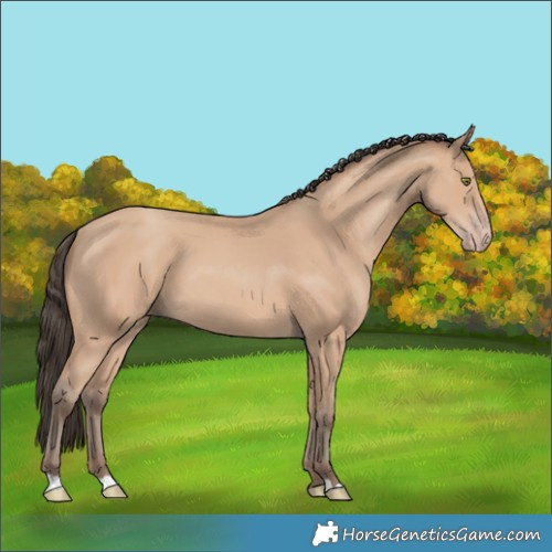 Horse Color:Amber Champagne 