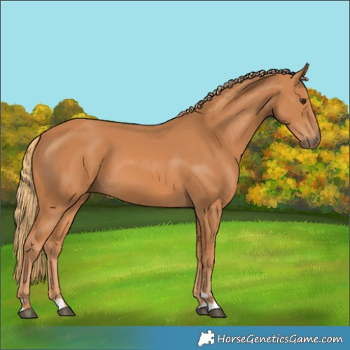 Horse Color:Chestnut 