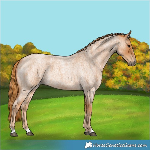 Horse Color:Red Roan 