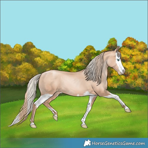 Horse Color:Gold Champagne Pearl Rabicano and Gold Champagne Pearl Splash Rabicano