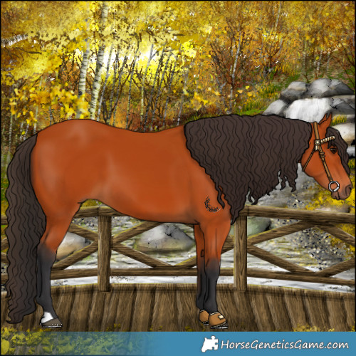Horse Color:Bay 