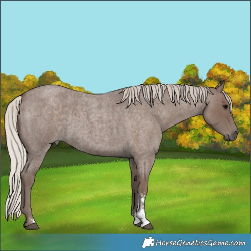 Horse Color:Silver Blue Roan Sabino 