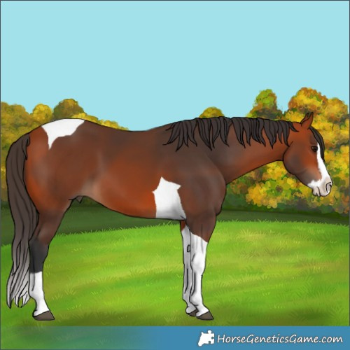 Horse Color:Bay Splash Tobiano 
