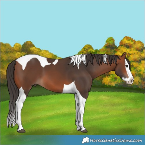 Horse Color:Bay Splash Tobiano 