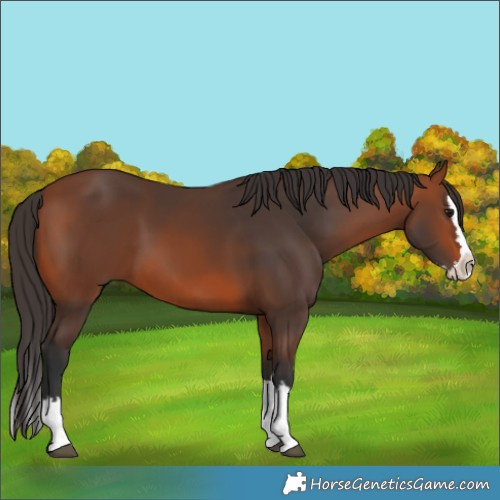 Horse Color:Bay Splash 