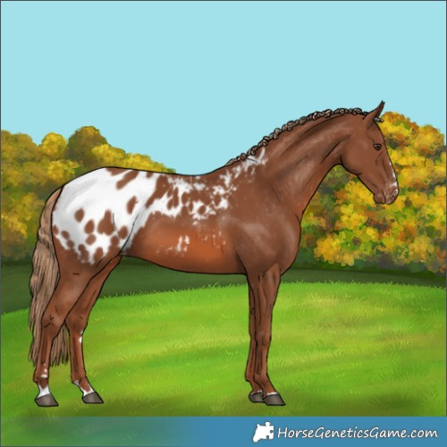 Horse Color:Chestnut Appaloosa 