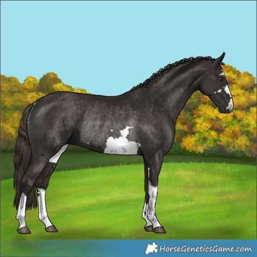 Horse Color:Liver Chestnut  and Liver Chestnut Rabicano 