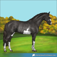 Horse Color:Liver Chestnut  and Liver Chestnut Rabicano 