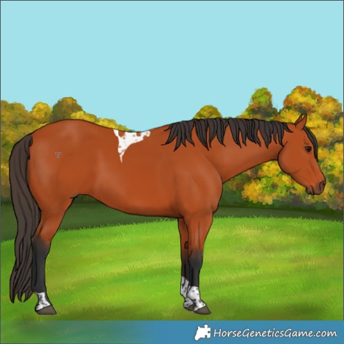 Horse Color:Bay Tobiano Rabicano