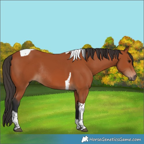 Horse Color:Bay Tobiano Rabicano 
