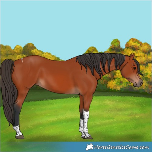 Horse Color:Bay Tobiano Rabicano 
