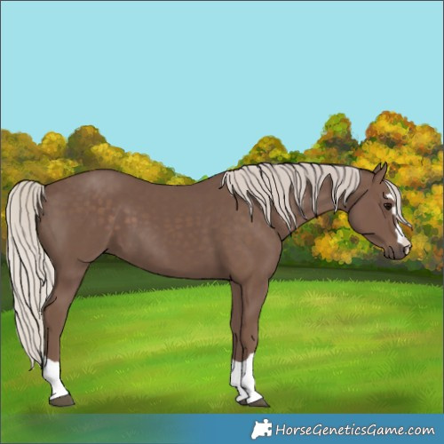 Horse Color:Silver Black