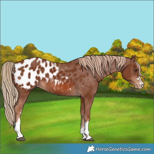 Horse Color:Chestnut Blanket 